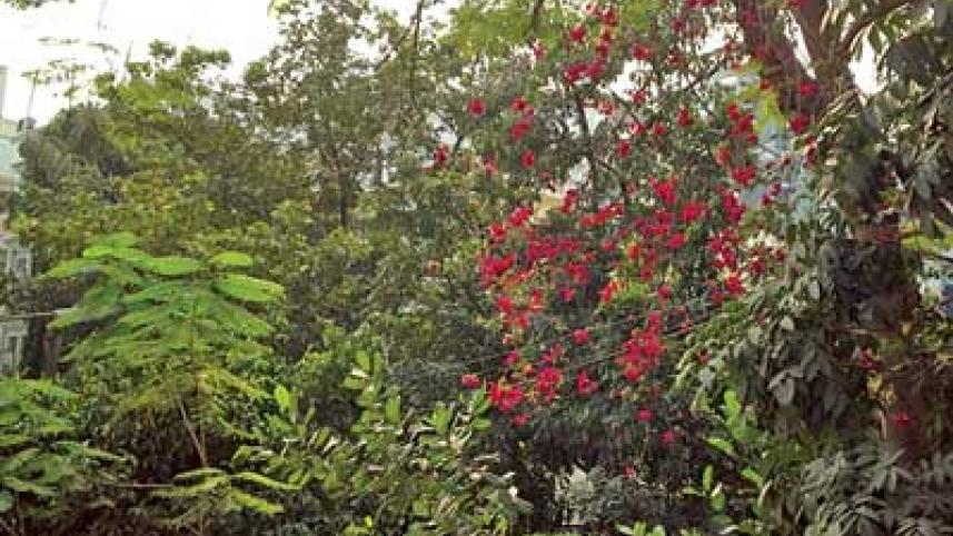Plants