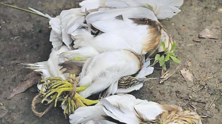 pnd herons.jpg