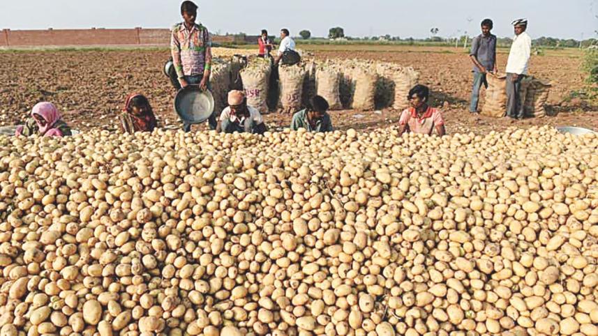 potapo farming