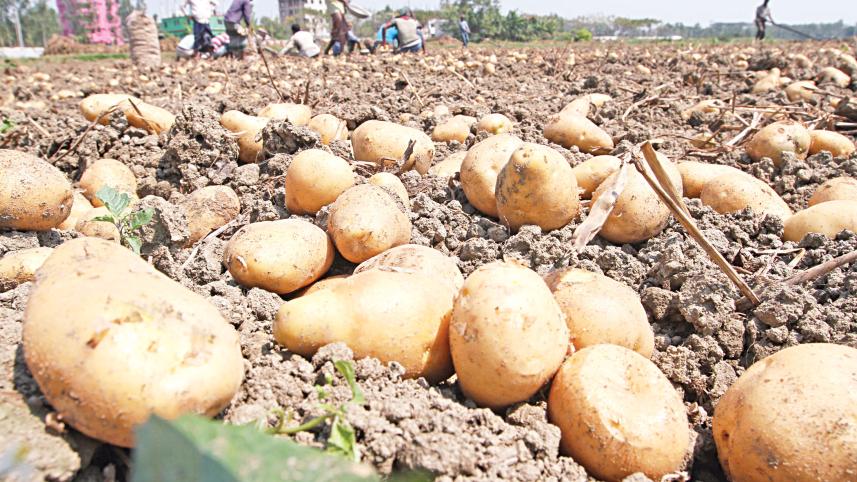 Potato price hike in Bangladesh