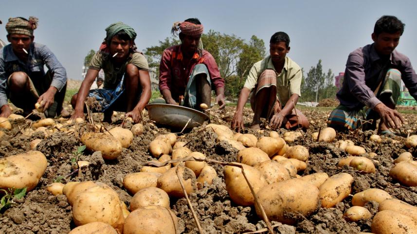 potatto 1.jpg