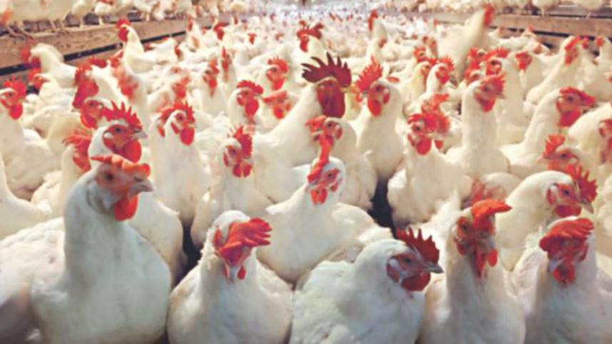 Poultry