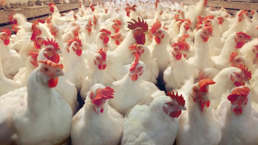 poultry