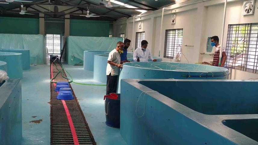 prawn-larvae-production-1.jpg