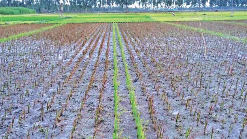 Purple paddy.jpg