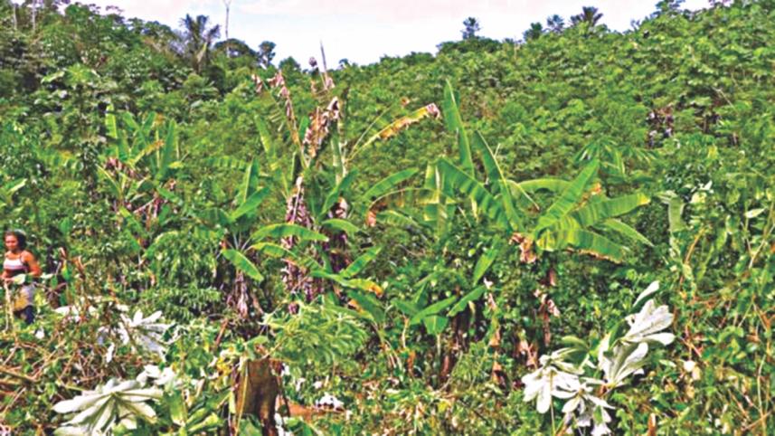rainforest.jpg