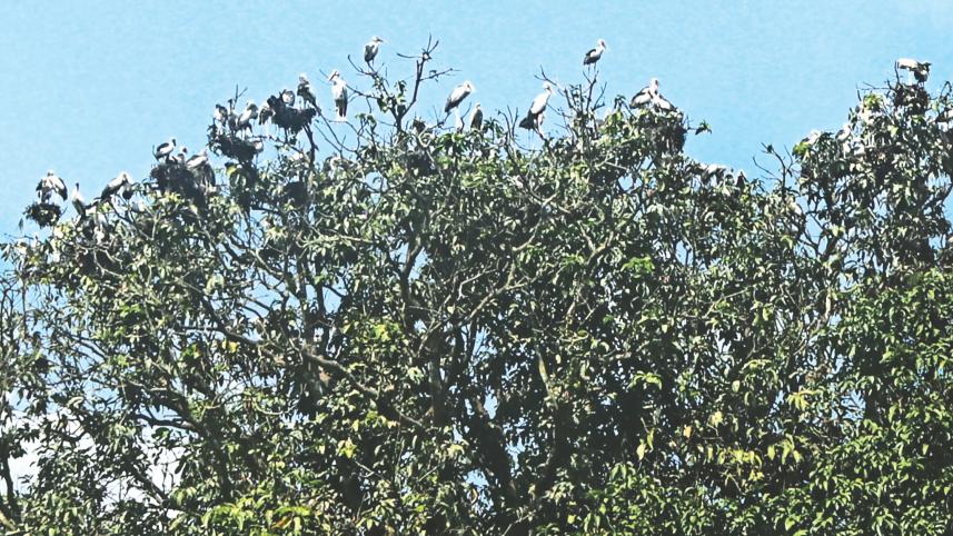 Rajshahi mango orchard.jpg