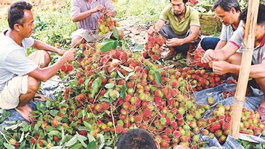 rambutan.jpg