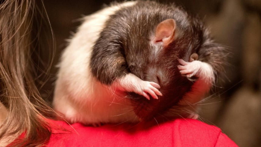rat1.jpg
