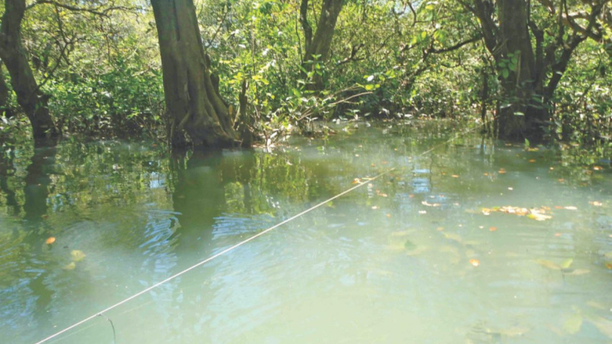 Ratargul swamp.jpg