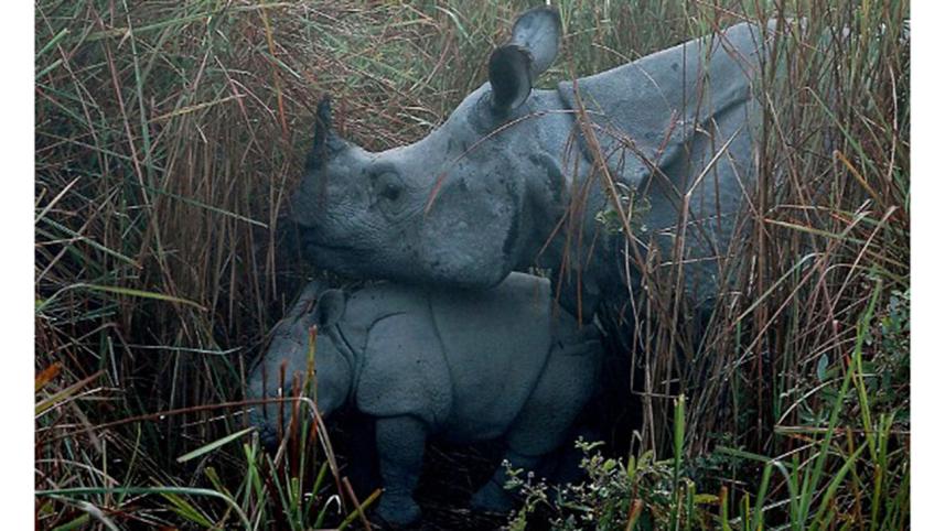 Rhino-hornWB.jpg