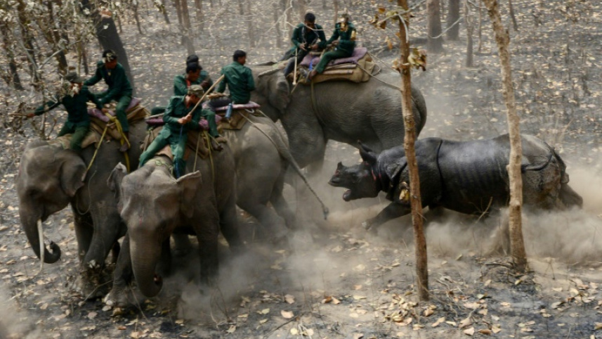 Nepal rhinos break loose