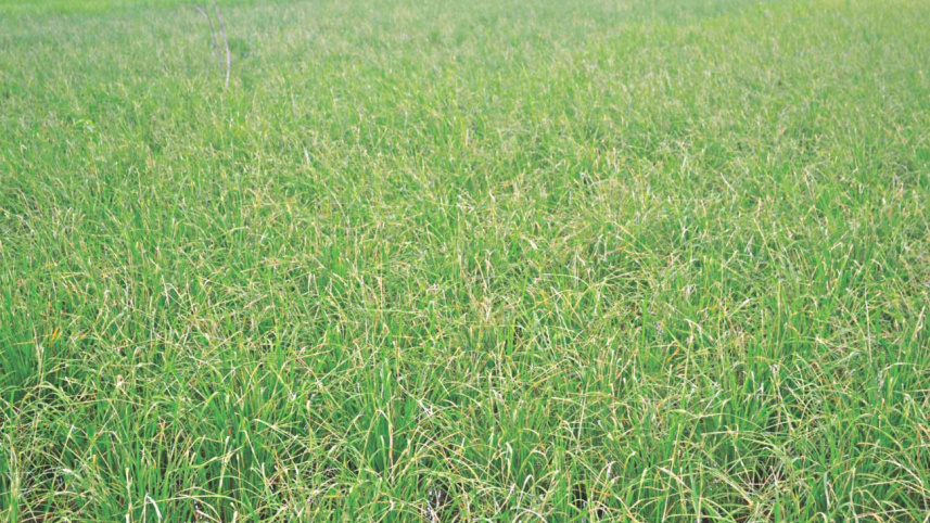 Rice field