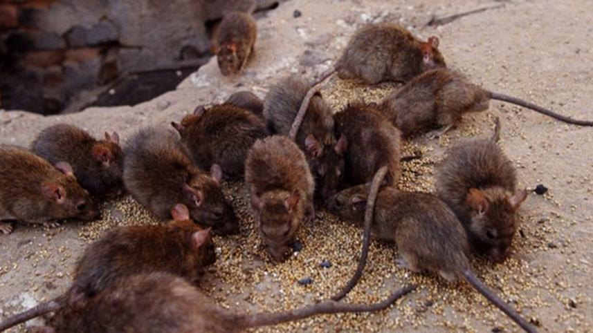 rodent-wb.jpg
