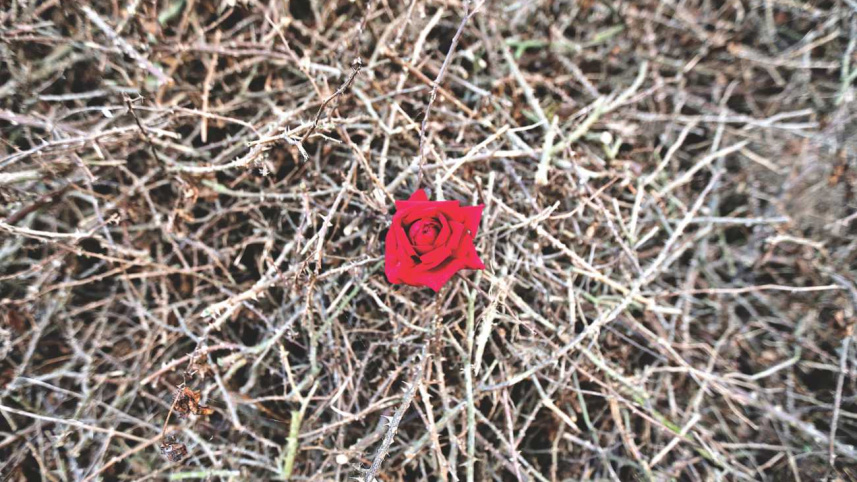 Rose