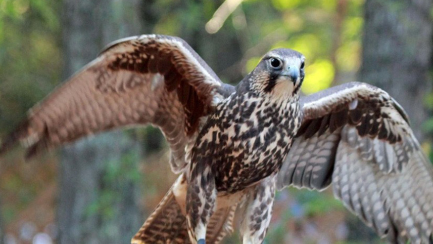 saker falcons