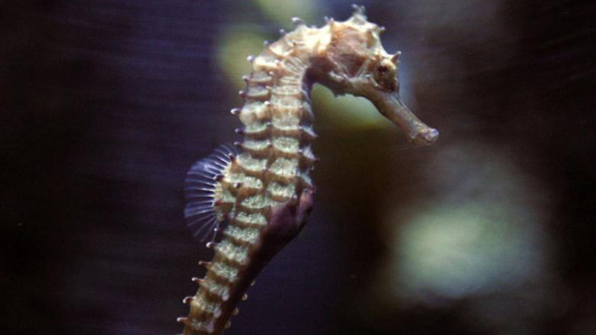 seahorse