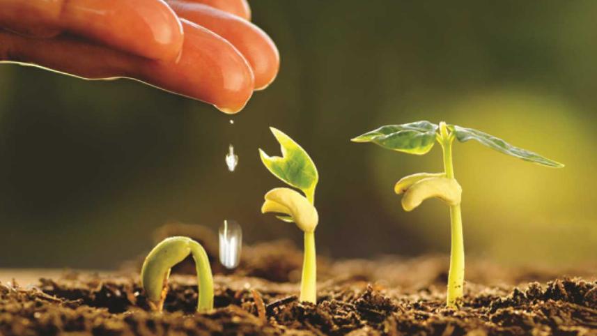 seed to plant