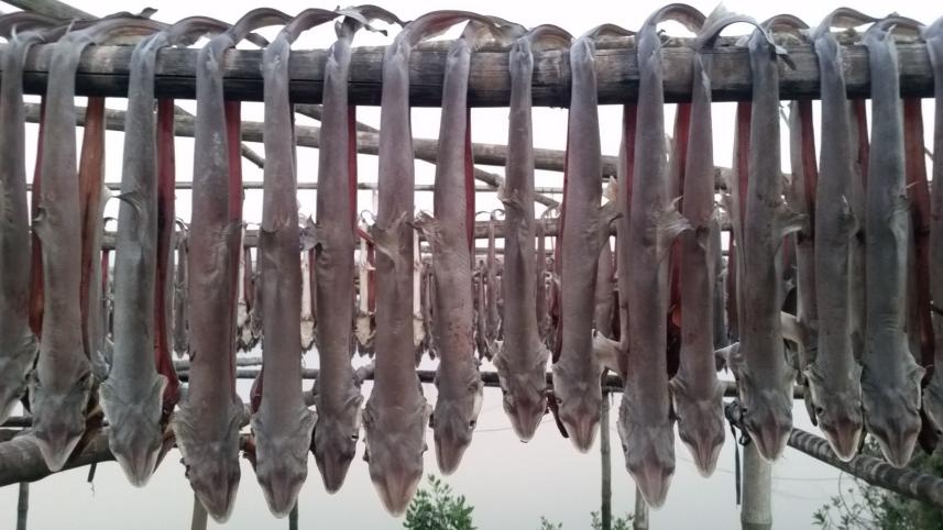 shark netting.jpg