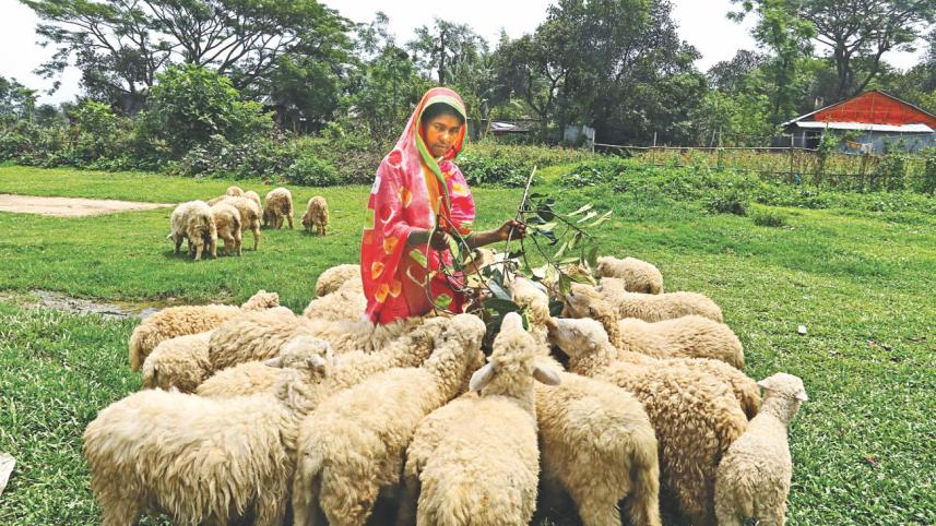 shepherd.jpg