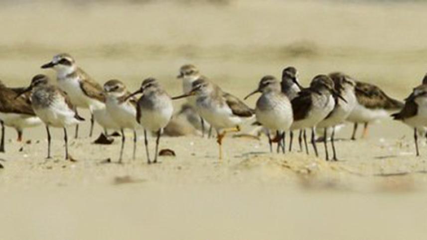 Shorebirds.jpg