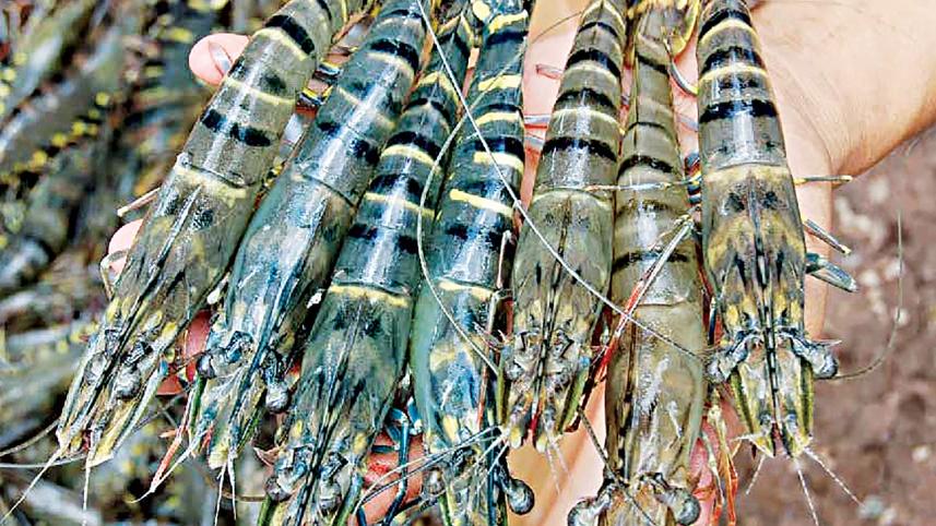 Shrimp-farmers-no-win-situation.jpg