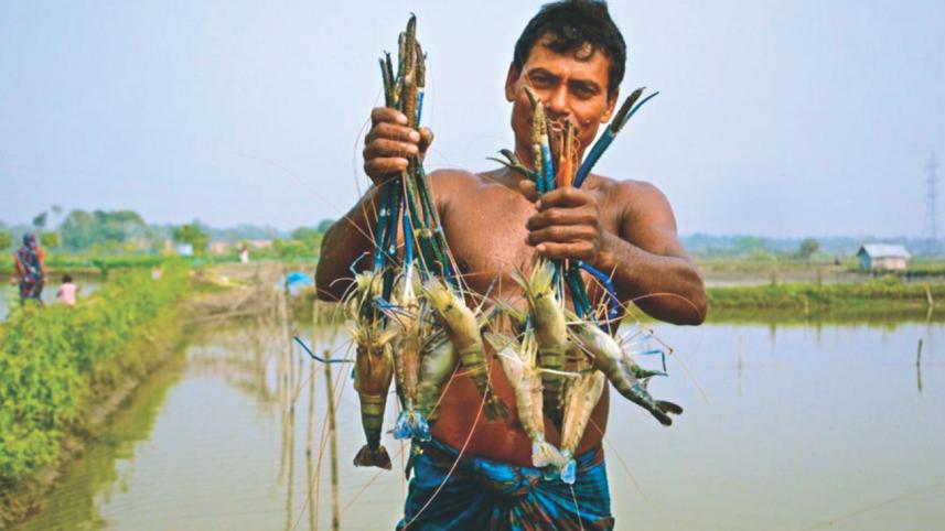shrimp.jpg