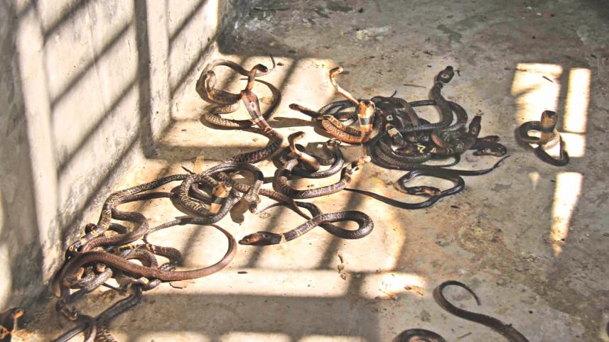 snake farm.jpg