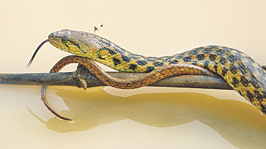 Snake Snippets.jpg