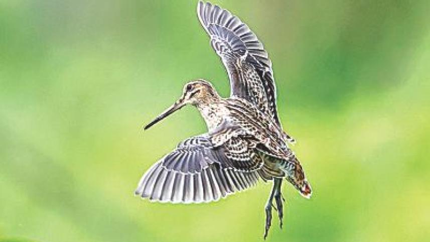 Snipe.jpg