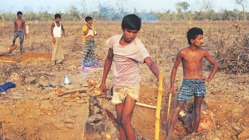 social forestry