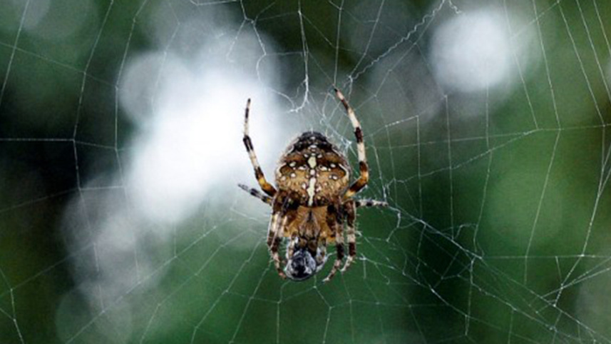 SpiderWB.jpg