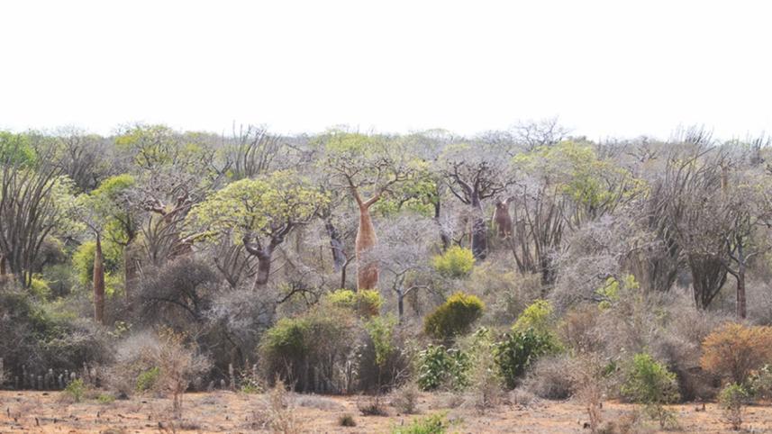 Spiny Forest 1.jpg