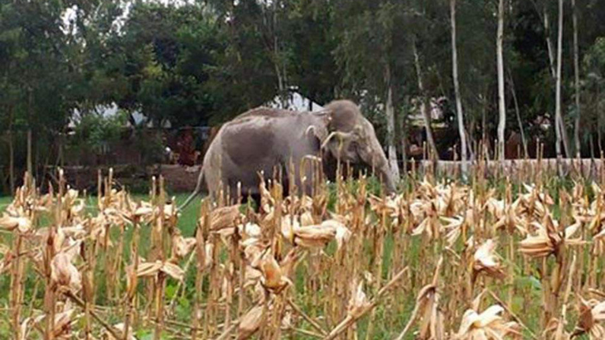 stray elephant.jpg