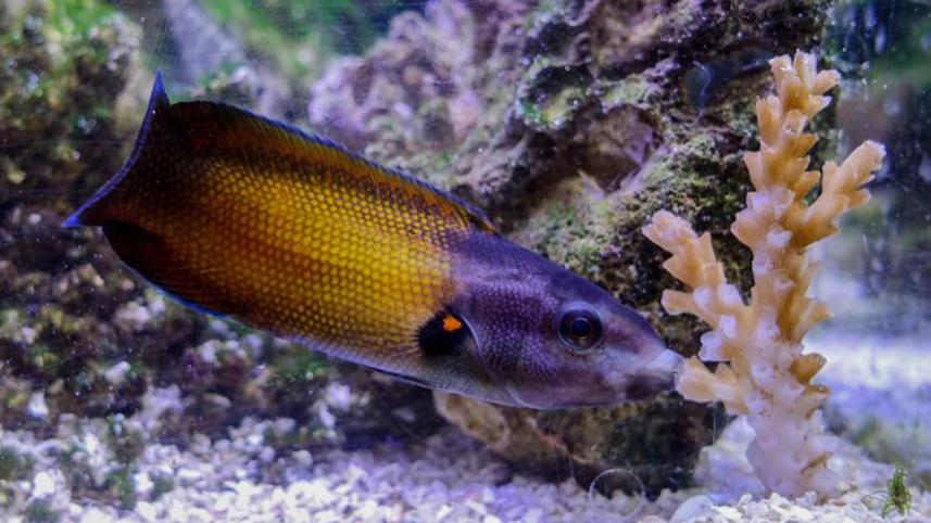sucking fish.jpg
