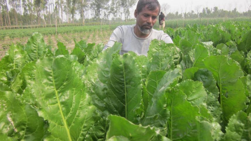 sugar beet.jpg