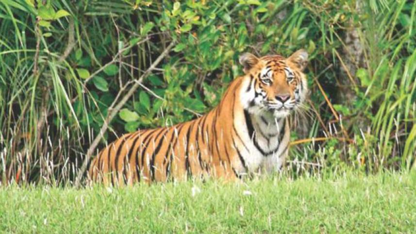 Sundarban