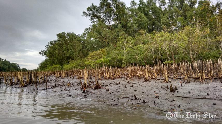 Sundarbans-Abida.jpg