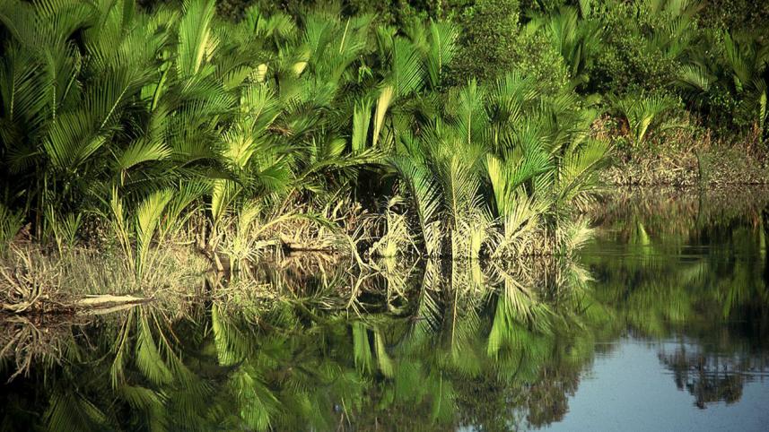 Sundarbans-Golpata.jpg