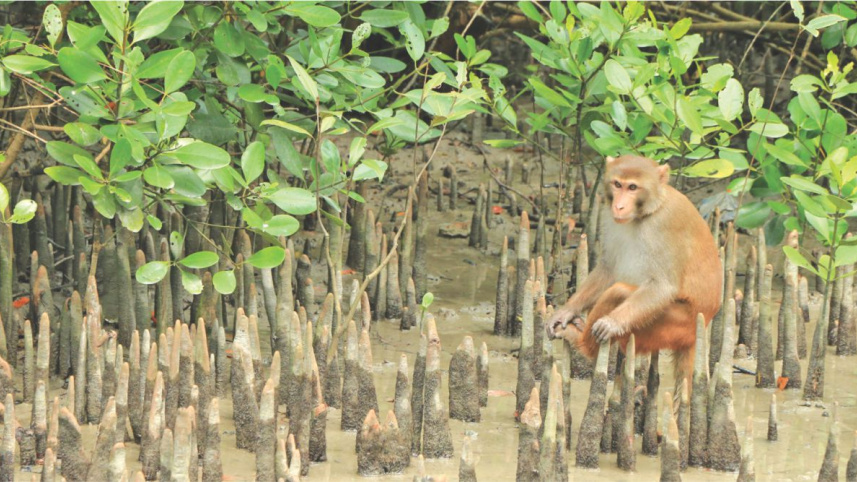 Sundarbans