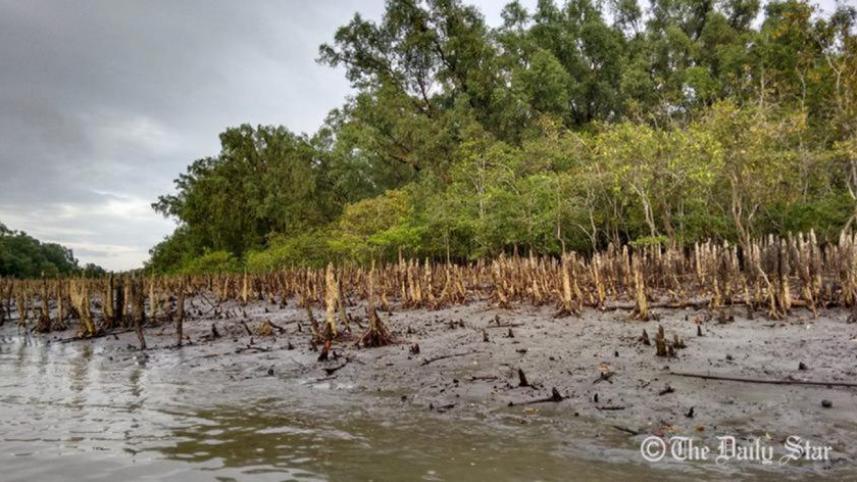 sundarbans_4_1.jpg
