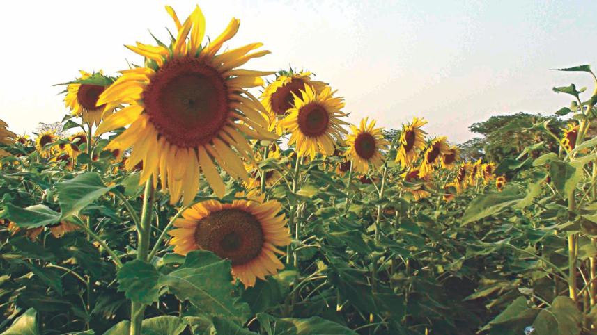 sunflower.jpg