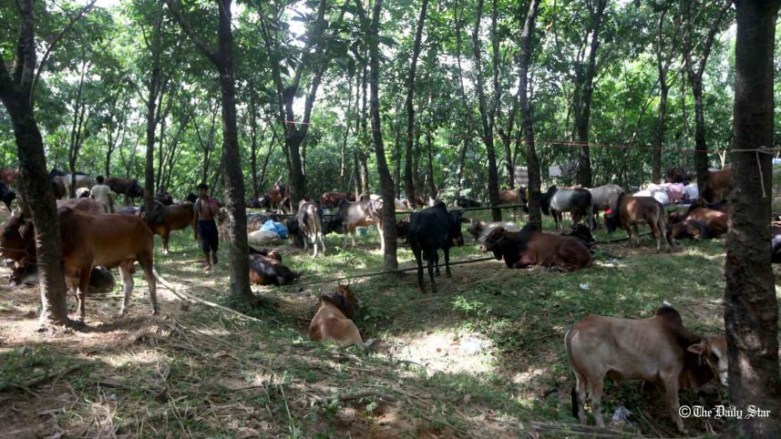 Sylhet-Sheikh-Nasir-08.08.18.......jpg
