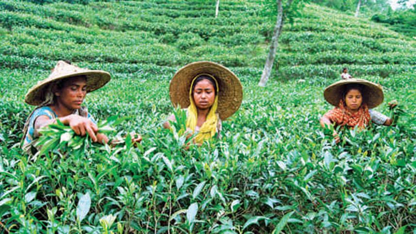 tea-garden.jpg