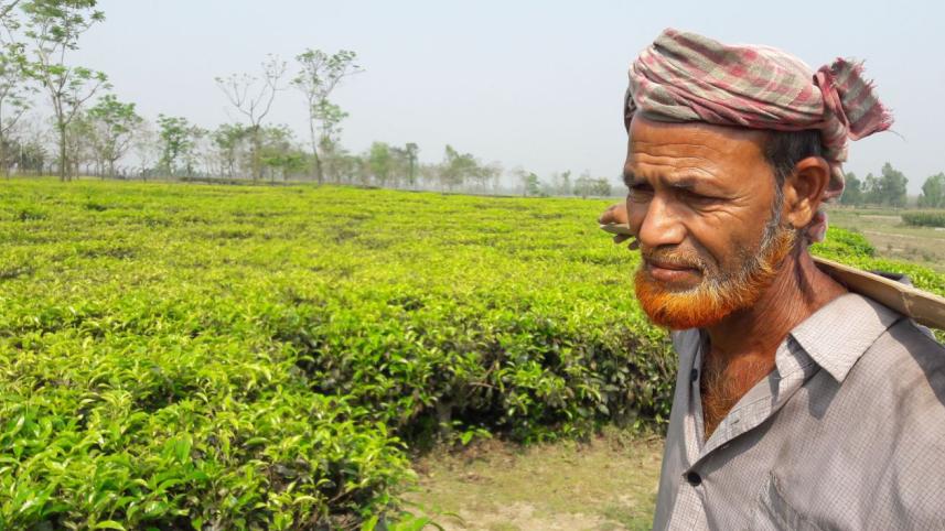 Tea farming.jpg