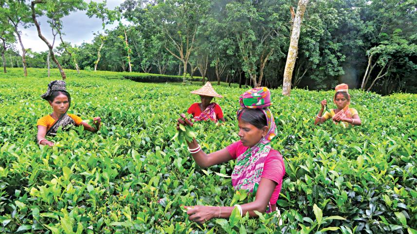 tea garden.jpg