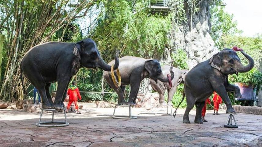 Thai elephants.jpg