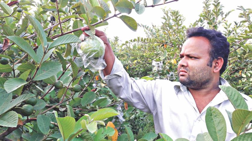 Thai guavas.jpg