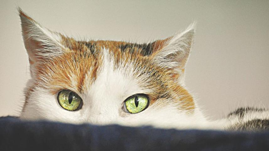The Cat Burglar