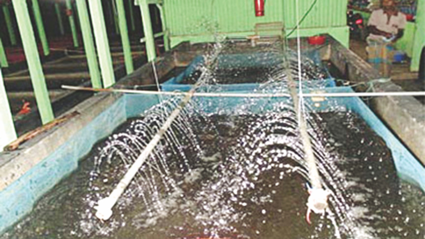 The hatchery.jpg